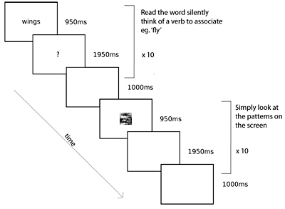 fMRI figure