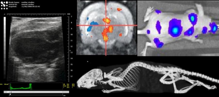 scan images of different creatures