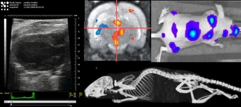 scan images of different creatures