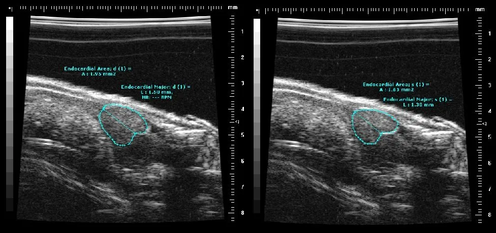 ultrasound image of adult fish heart