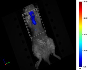 mouse optical image showing lung inflammation