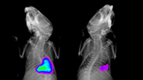 Optical image of mouse cathepsin