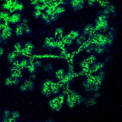 Ductal system of murine salivary gland (image by Dr Emmerson)