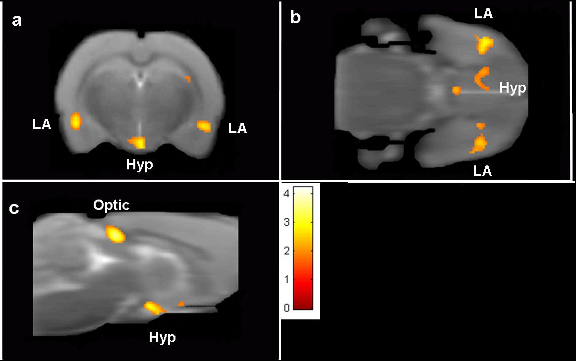 Rat brain fMRI