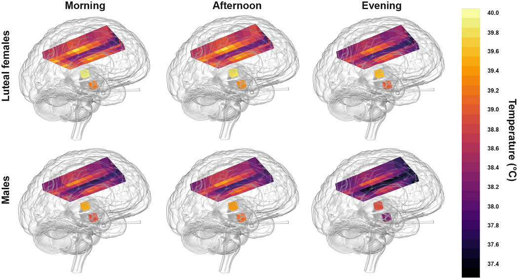 Brain temperature in the morning versus the evening in post-ovulation (luteal) females and males. Credit: N Rzechorzek/MRC LMB/Brain.