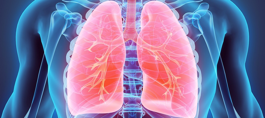 Human lungs ©iStock.com/yodiyim