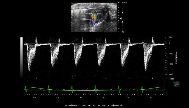 Figure 2: Spectral Doppler (bottom) and colour Doppler showing measurement of blood flow in adult mouse pulmonary artery.